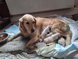 Golden Retriever dogs ⭐️⭐️Gorgeous White Golden Retriever Pups⭐️⭐️ - Advert 15
