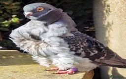Pigeons birds for sale: Pigeons [Semi Hand-Raised] - Fancy & Racing Breeds - Advert 23