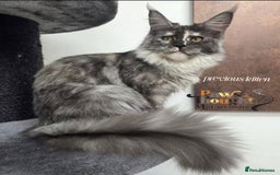 Maine Coon cats for sale: Stunning quality tica registered Mainecoon  - Image 9