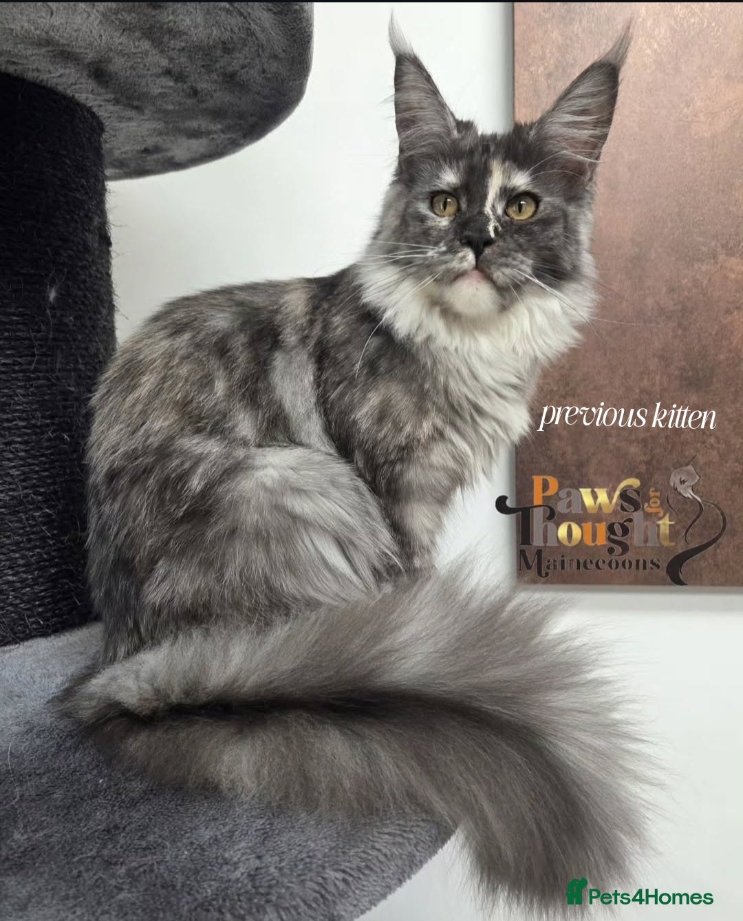 Maine Coon cats for sale: Stunning quality tica registered Mainecoon  - Image 9