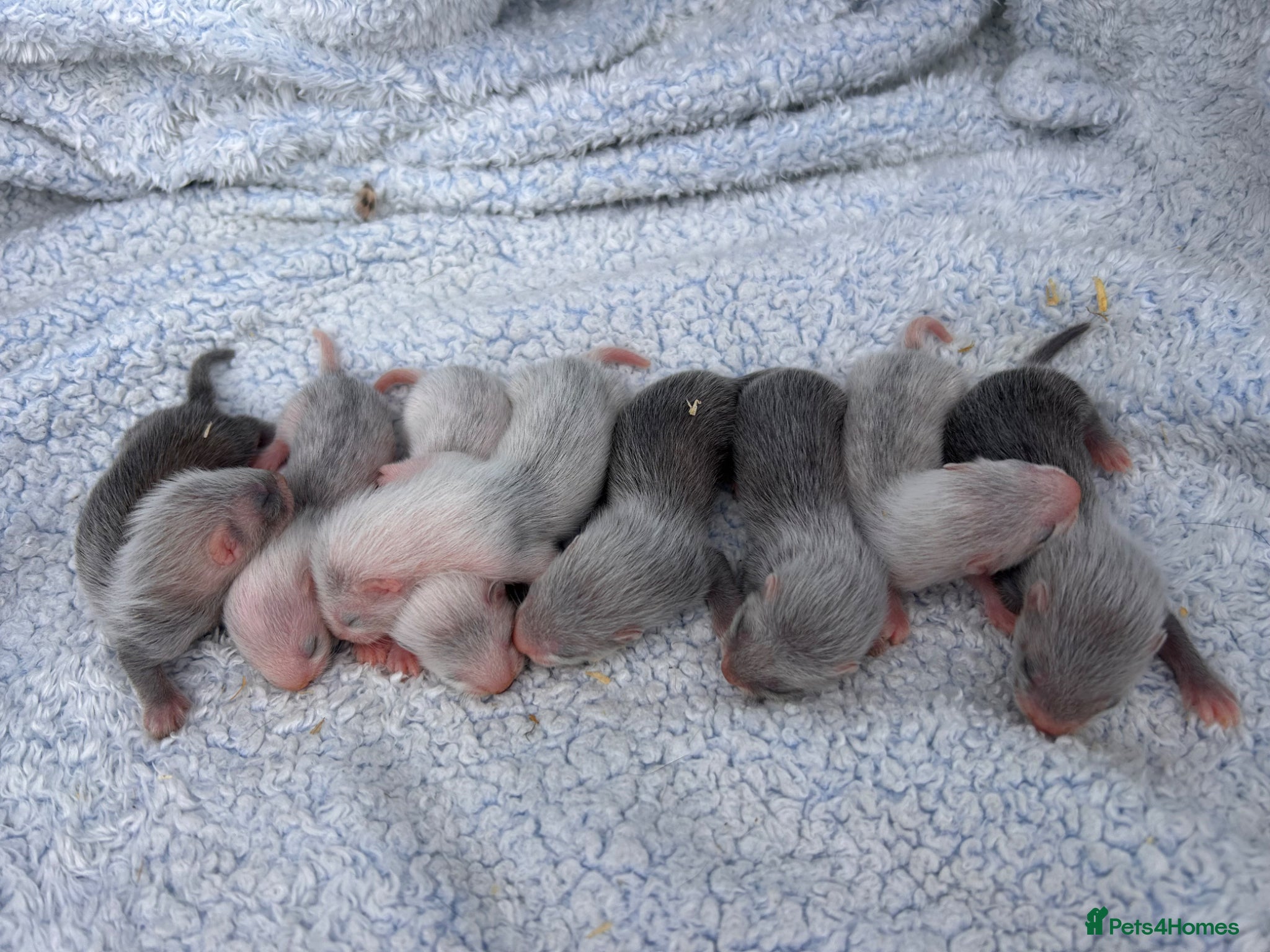 Ferret rodents for sale: Silver/marked semi angora ferrets.Ready in 4/5week - Advert 9