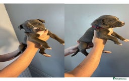 Staffordshire Bull Terrier dogs for sale: 8 blue staff puppies - Image 6