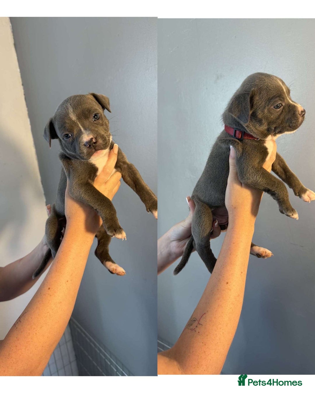 Staffordshire Bull Terrier dogs for sale: 8 blue staff puppies - Image 6