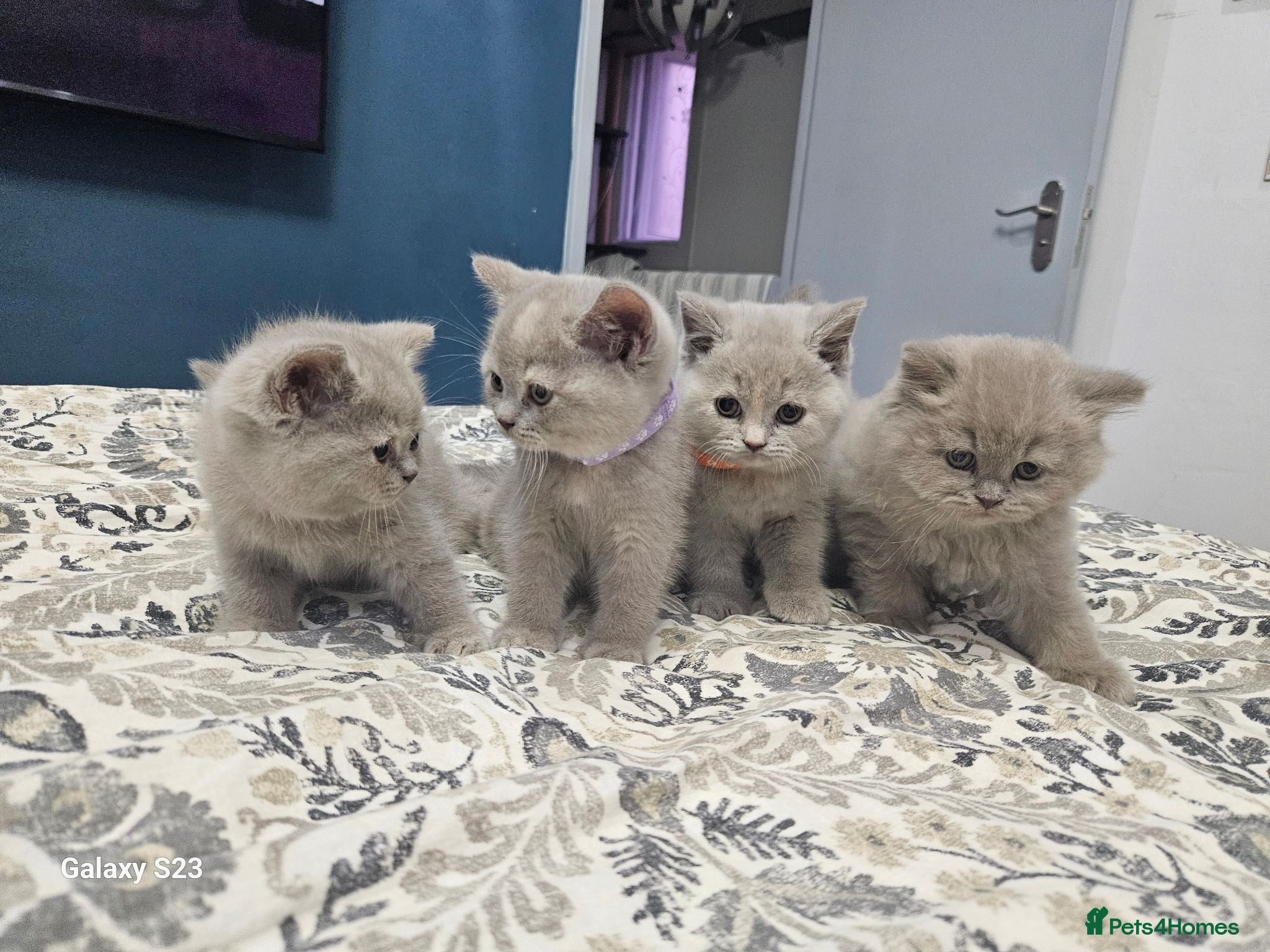 British Shorthair cats  *READY TO GO* beautiful British shorthair/ long - Advert 2