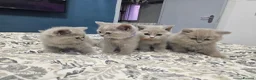 British Shorthair cats for sale:  *READY TO GO* beautiful British shorthair/ long - Advert 3