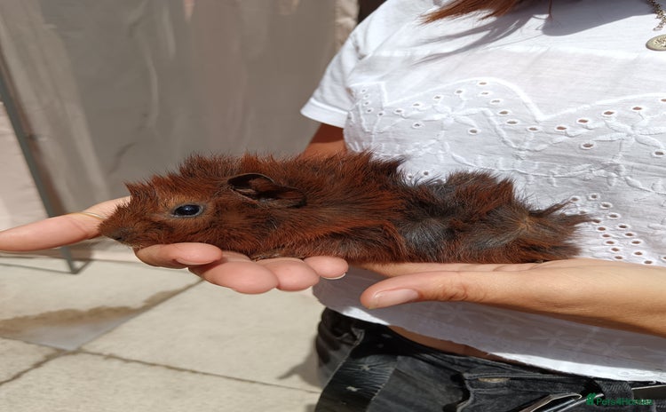 Guinea Pig rodents - Advert 10