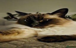 Ragdoll cats for sale: Alice and Layla Two House cats for new home - Image 3