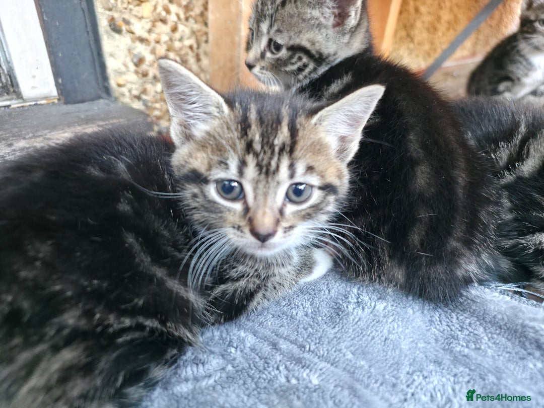 Mixed Breed cats for sale: Cute Kittens for sale (ASAP) - Image 17