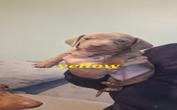 Dachshund dogs for sale: Lilac minuture dashound puppies - Image 8