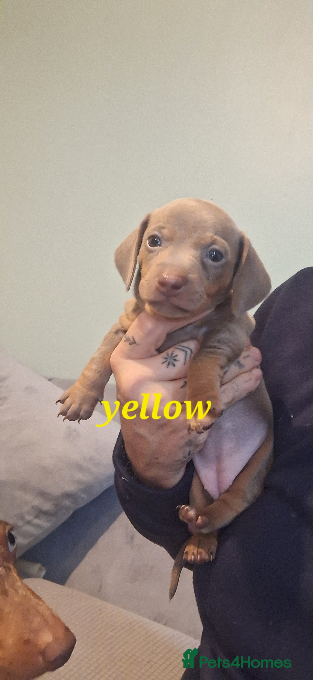 Dachshund dogs for sale: Lilac minuture dashound puppies - Image 8
