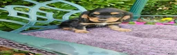 Cocker Spaniel dogs for sale: Cocker spaniel puppies - Advert 5