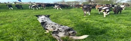 Border Collie dogs for stud: Blue Merle Stud  - Advert 9