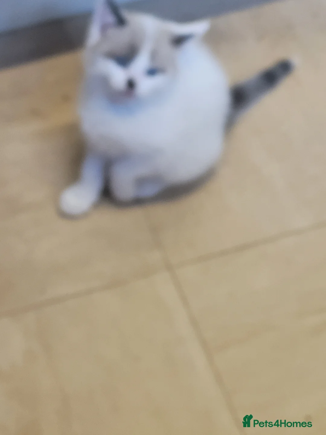 Mixed Breed cats for sale: Mix breed rag doll - Advert 9