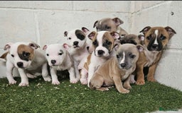 Staffordshire Bull Terrier dogs for sale: Kc Staffordshire bull terrier puppies  - Image 15