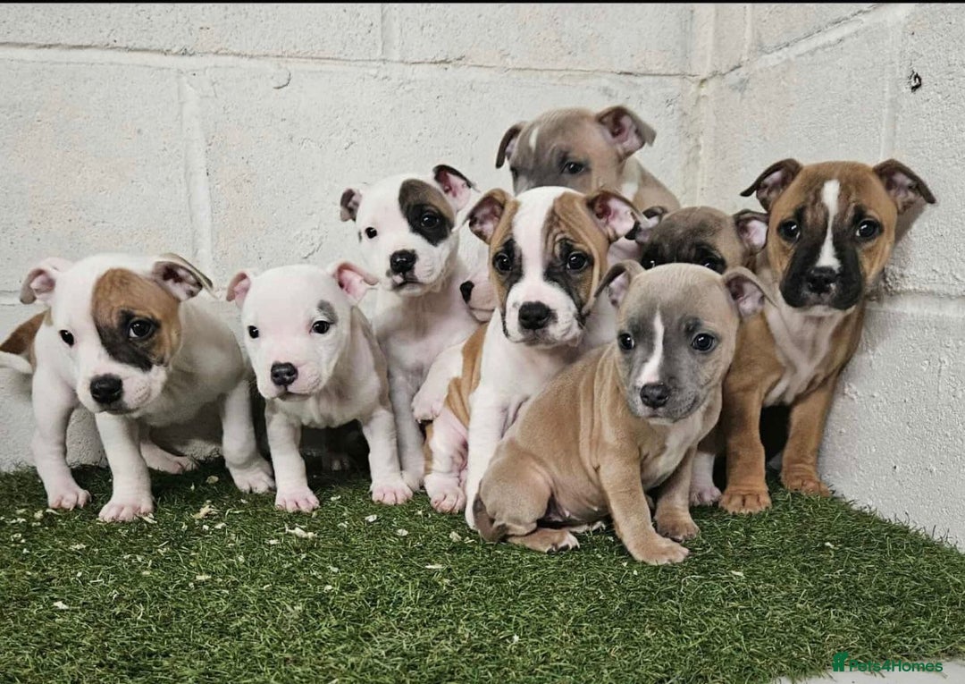 Staffordshire Bull Terrier dogs for sale: Kc Staffordshire bull terrier puppies  - Image 15