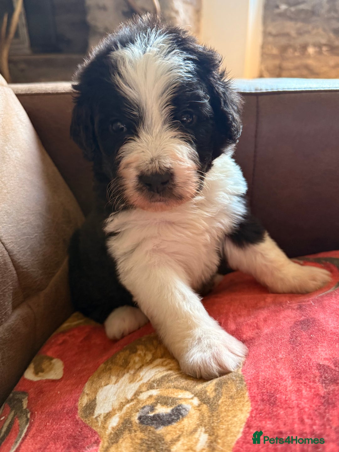 Bernedoodle dogs for sale: Bernadoodle home bred puppies boys and girls  - Image 9