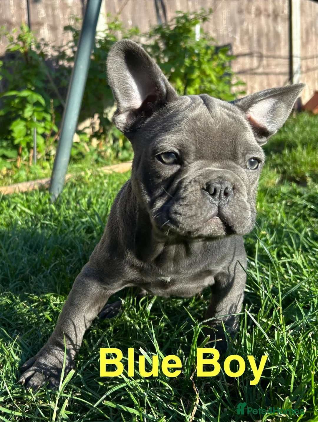 French Bulldog dogs for sale: French Bulldog puppies - Advert 1