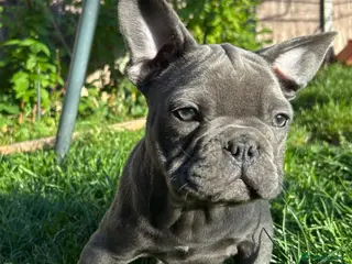 French Bulldog dogs French Bulldog puppies - Advert 16