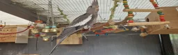 Cockatiels birds for sale: 3 8 week old cockatiels for sale £90 each - Advert 16