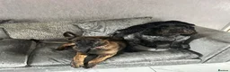 Mixed Breed dogs for sale: Dutch herder x German shepherd  - Advert 7