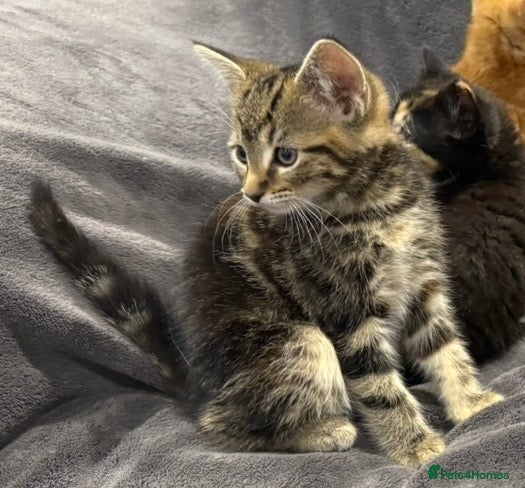 Mixed Breed cats READY NOW Boys and Girls available  - Advert 2