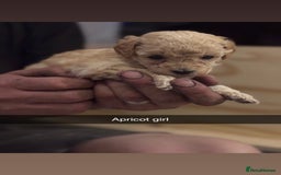 Cockapoo dogs for sale: Cockapoo Puppies F1 - Image 8