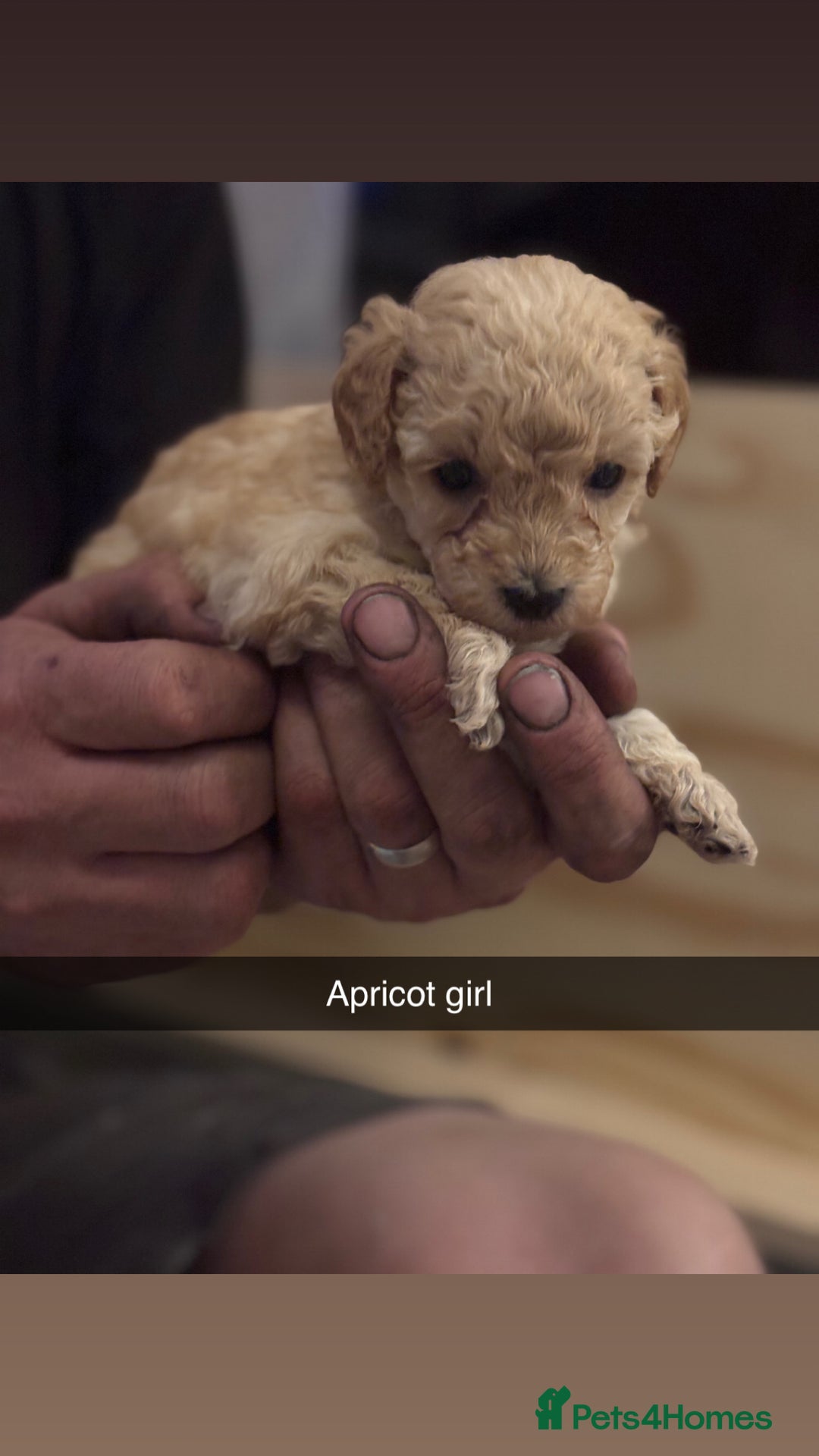 Cockapoo dogs for sale: Cockapoo Puppies F1 - Image 8