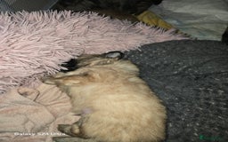 Mixed Breed dogs for sale: Pomspitz puppies  - Advert 9