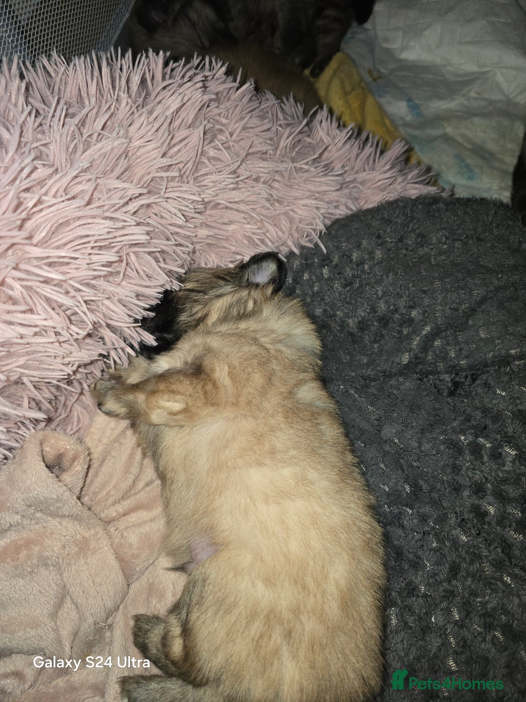 Mixed Breed dogs for sale: Pomspitz puppies  - Advert 9