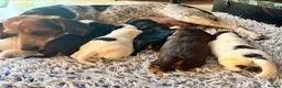 Bocker dogs for sale: Cocker spaniel cross beagle  - Advert 12