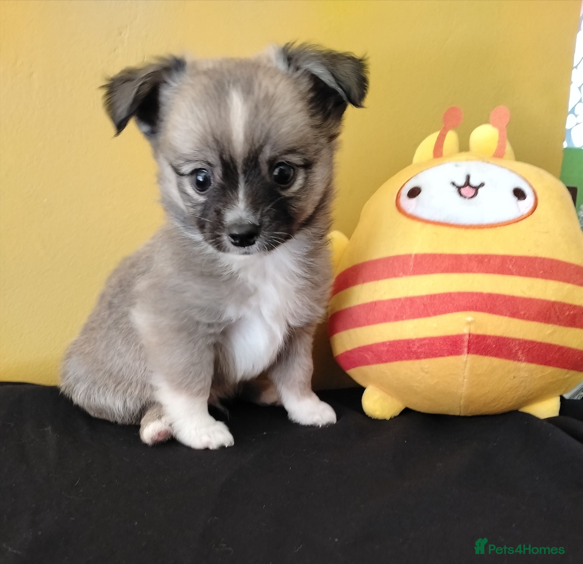 Pomchi dogs Pomchi puppies for sale - Advert 8