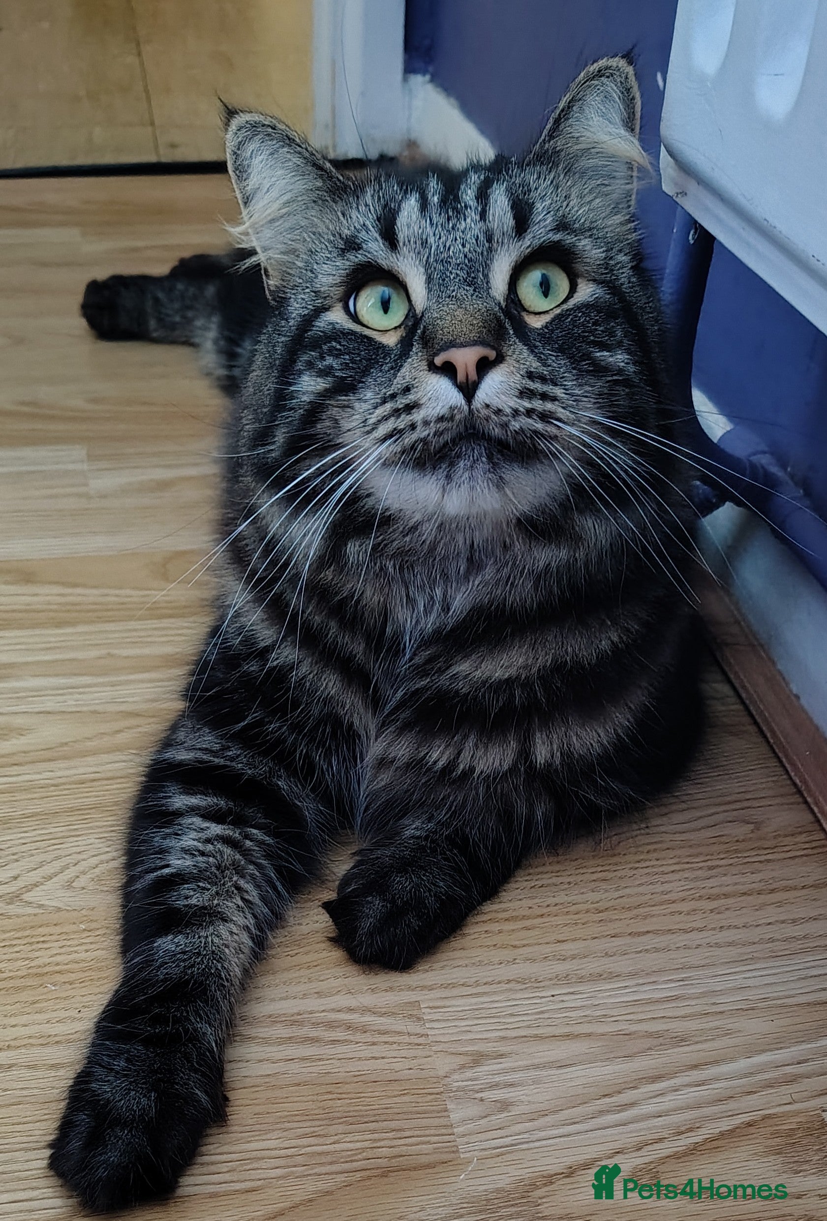 Maine Coon cats Gorgeous Boy - Advert 17