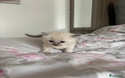Ragdoll cats for sale: Purebred bluepoint ragdolls - Image 14