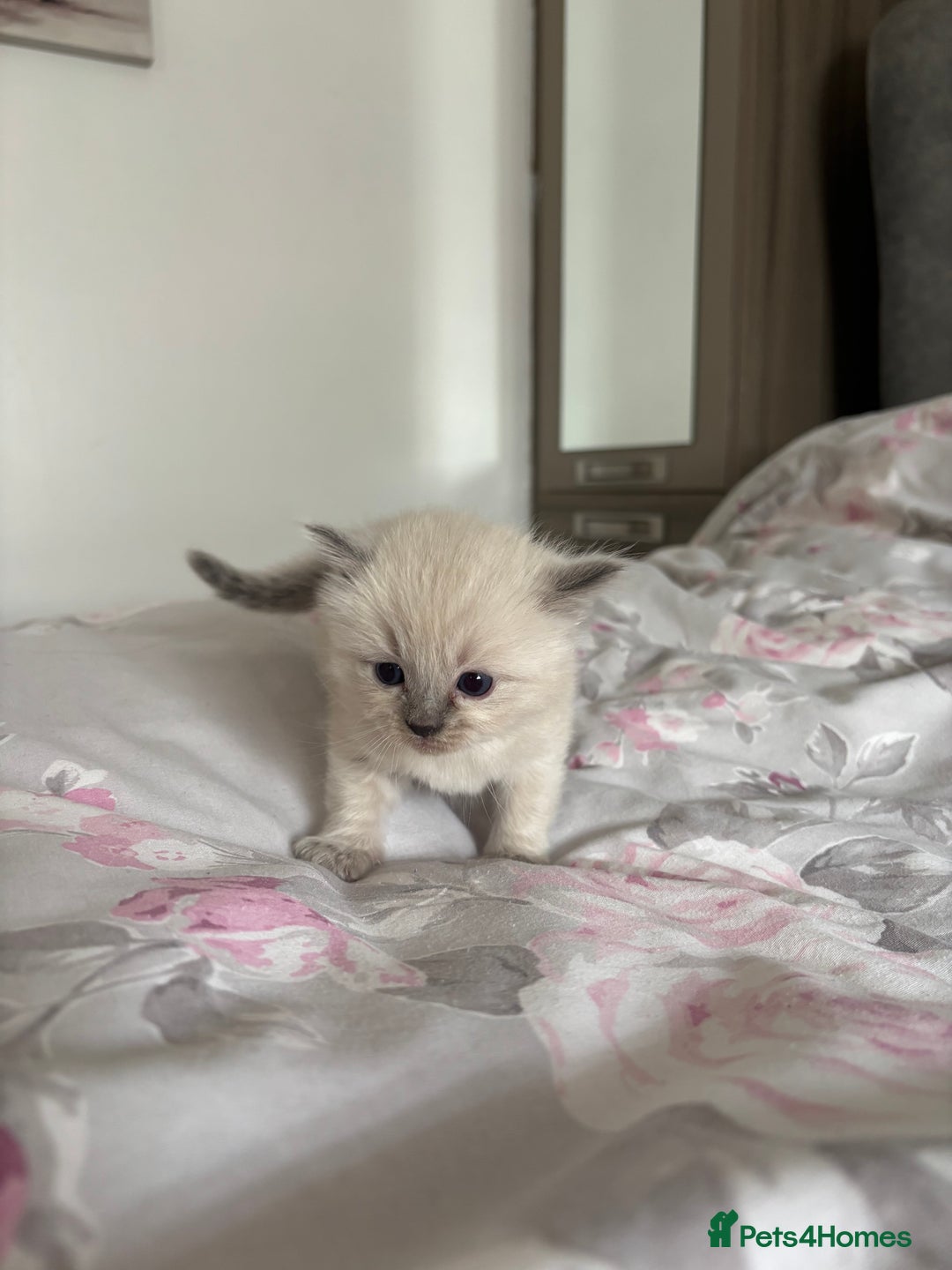 Ragdoll cats for sale: Purebred bluepoint ragdolls - Image 14