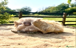 Guinea Pig rodents for sale: Long haired Guinea Pigs For Sale - Image 4
