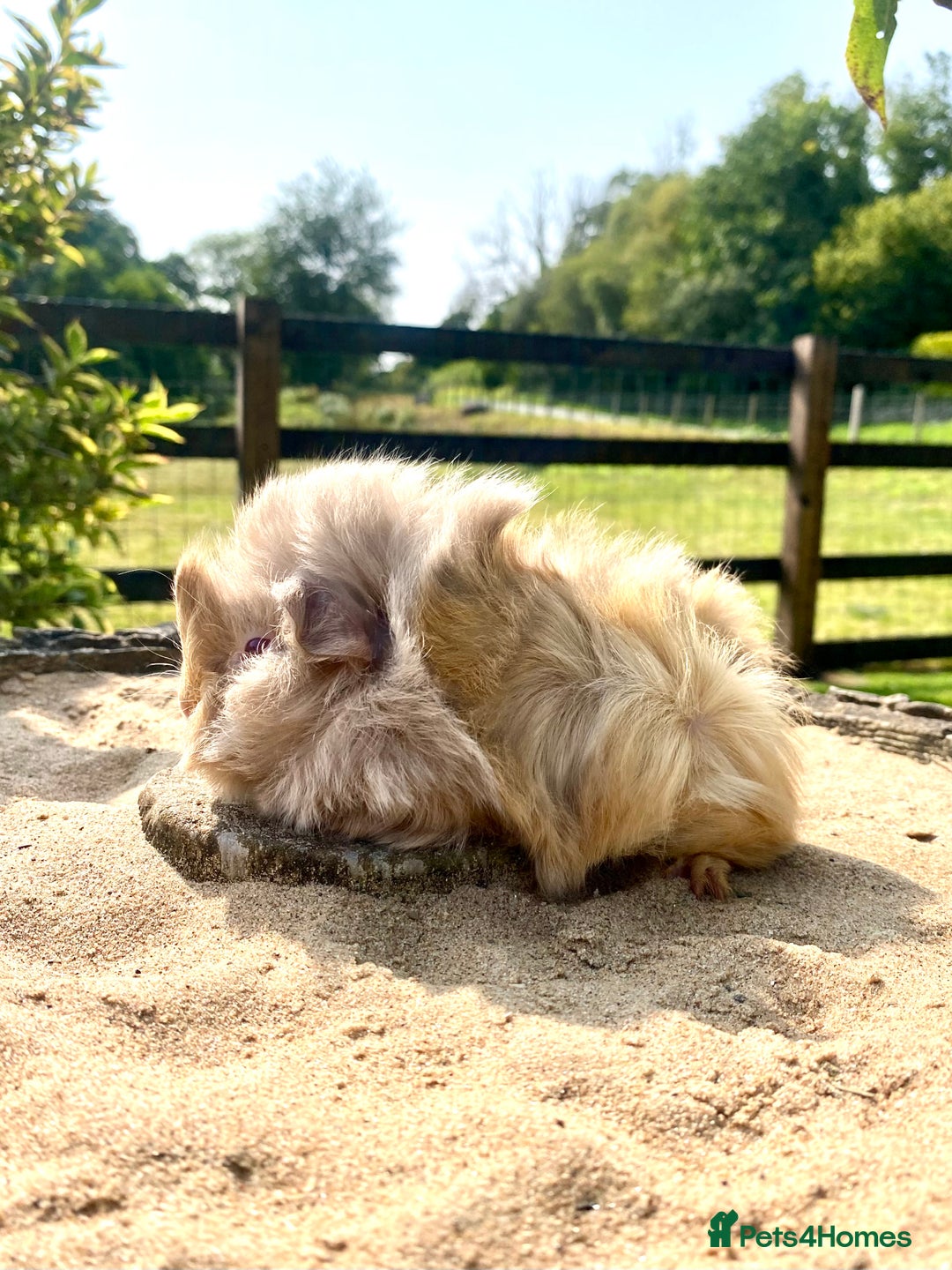 Guinea Pig rodents for sale: Long haired Guinea Pigs For Sale - Image 4
