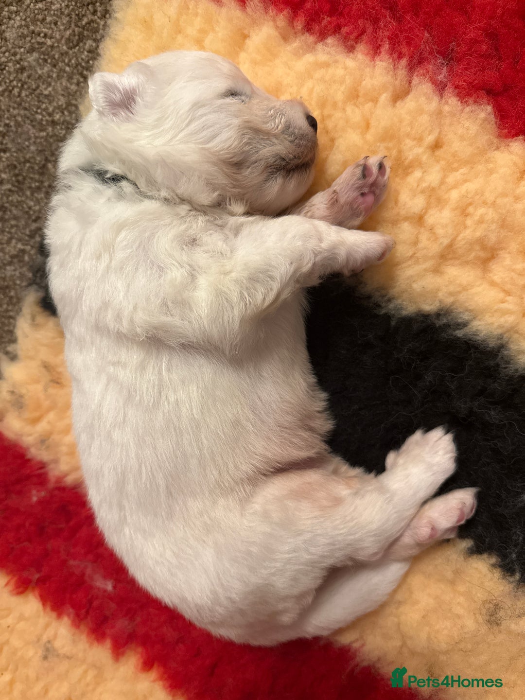 Samoyed dogs for sale: Beautiful Pure Breed Samoyed Puppies - Image 15