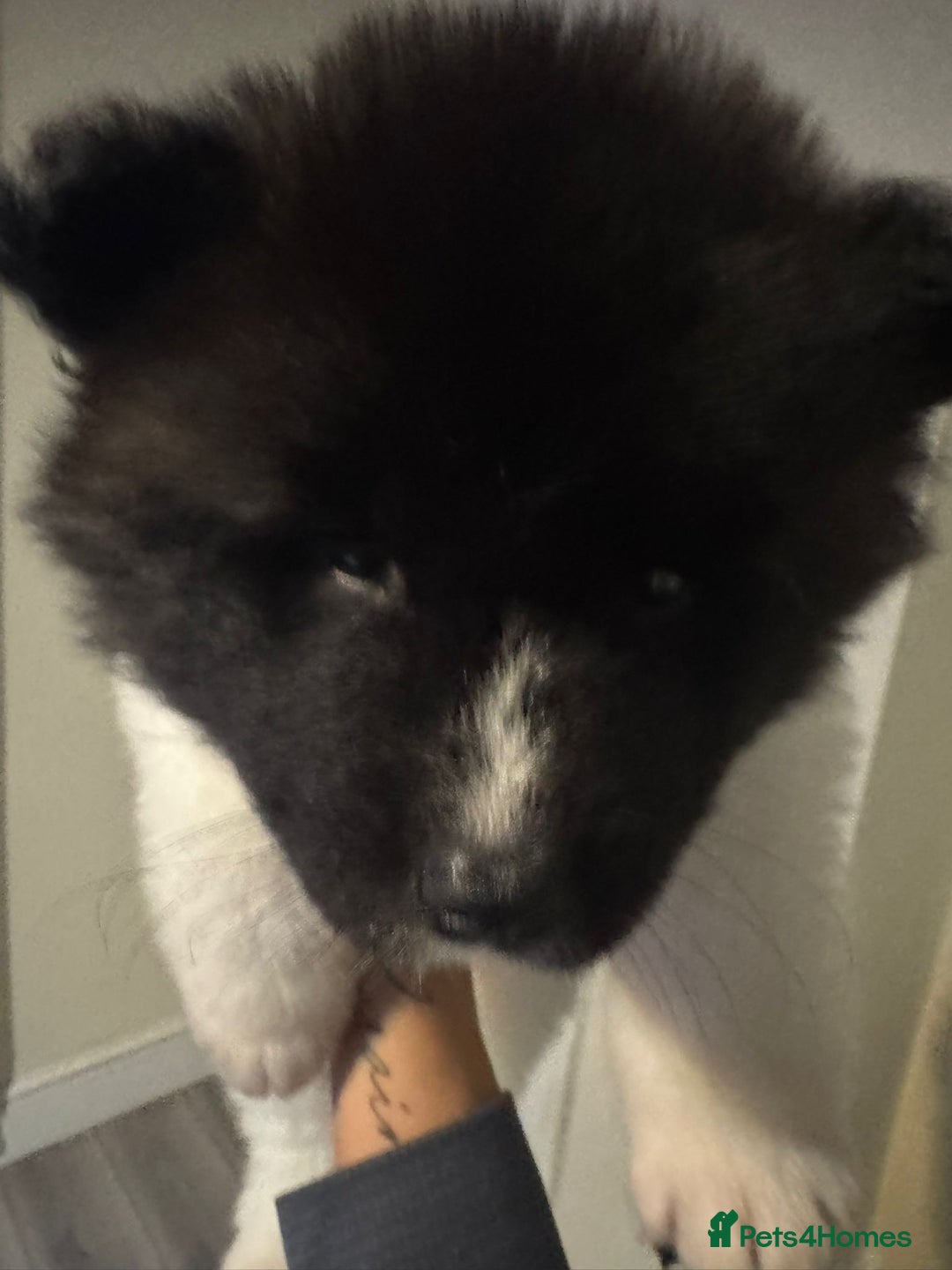 Akita dogs for sale: Bear faced American akitas puppies  - Advert 15