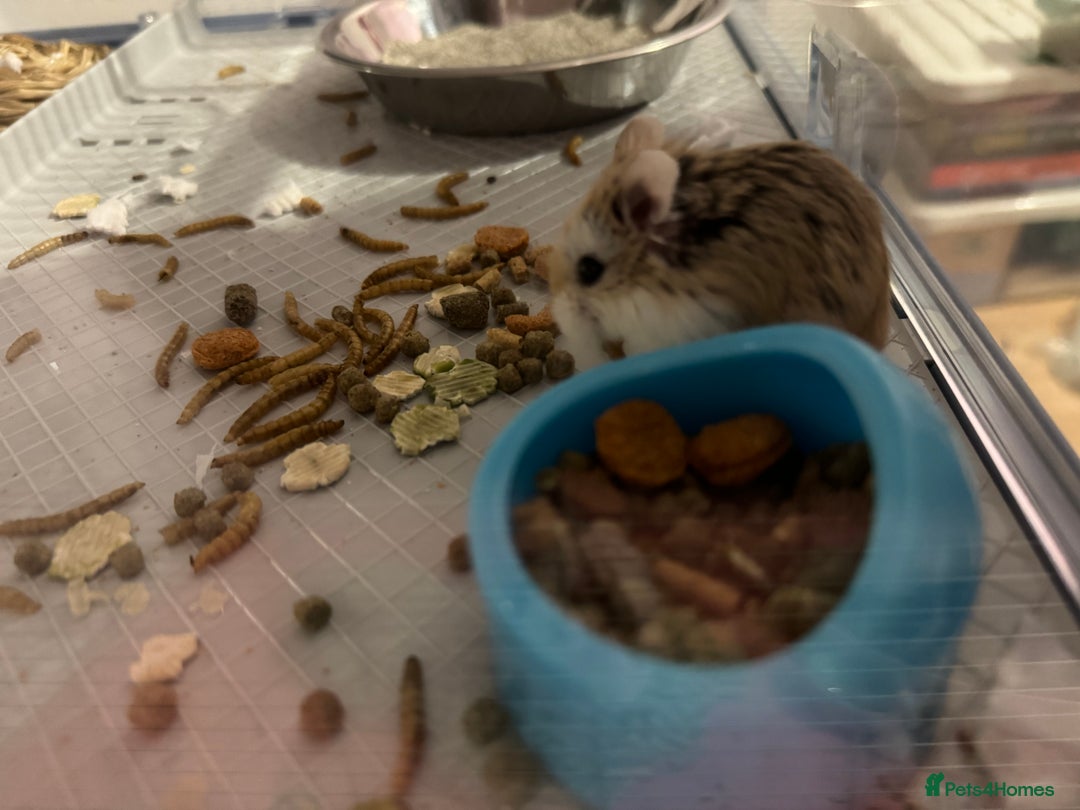 Hamster rodents for sale: Male robo hamster  - Image 6