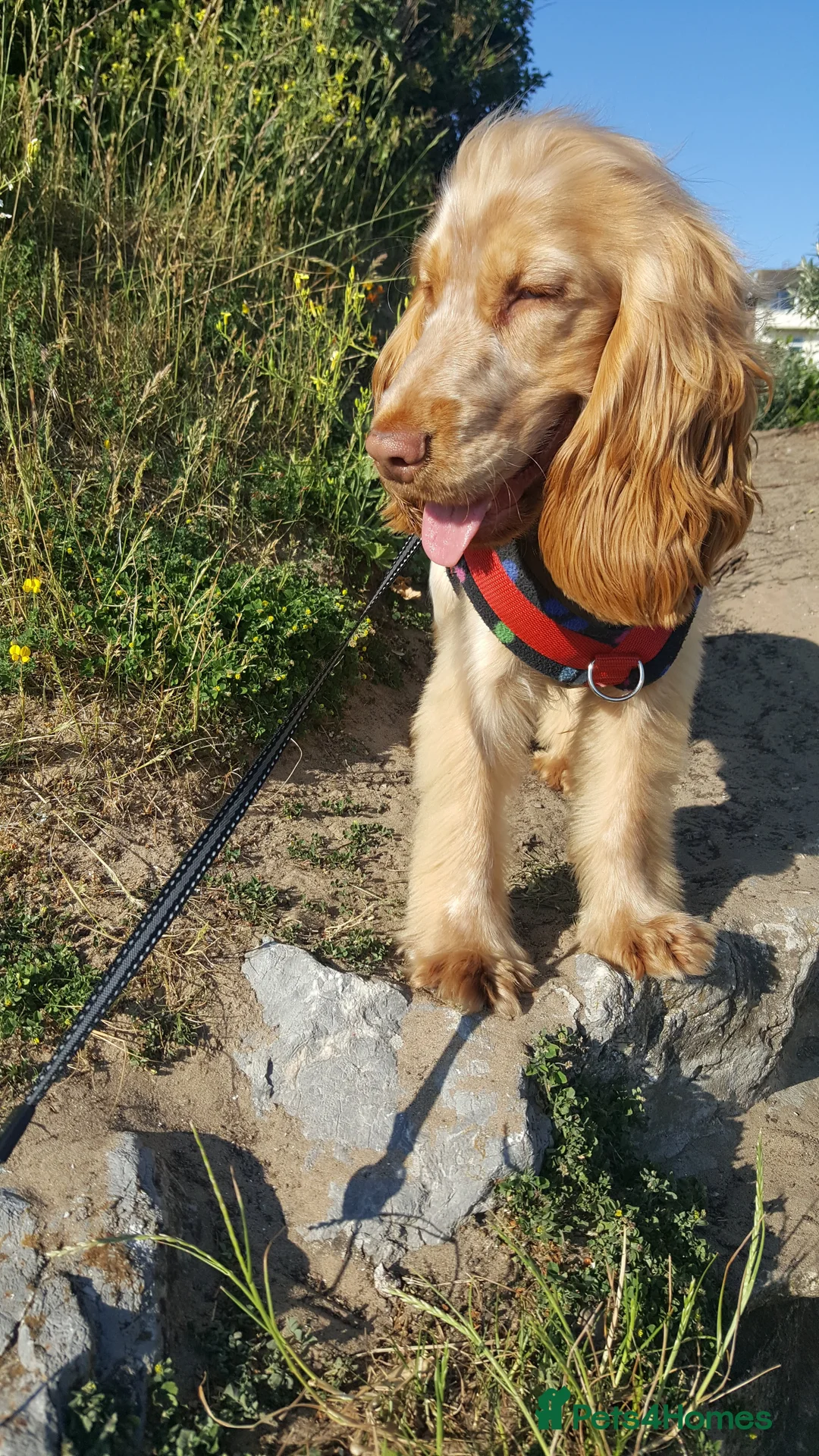 Cocker Spaniel dogs for stud: Proven Handsome Show Cocker Spaniel For Stud in Rochdale - Advert 15