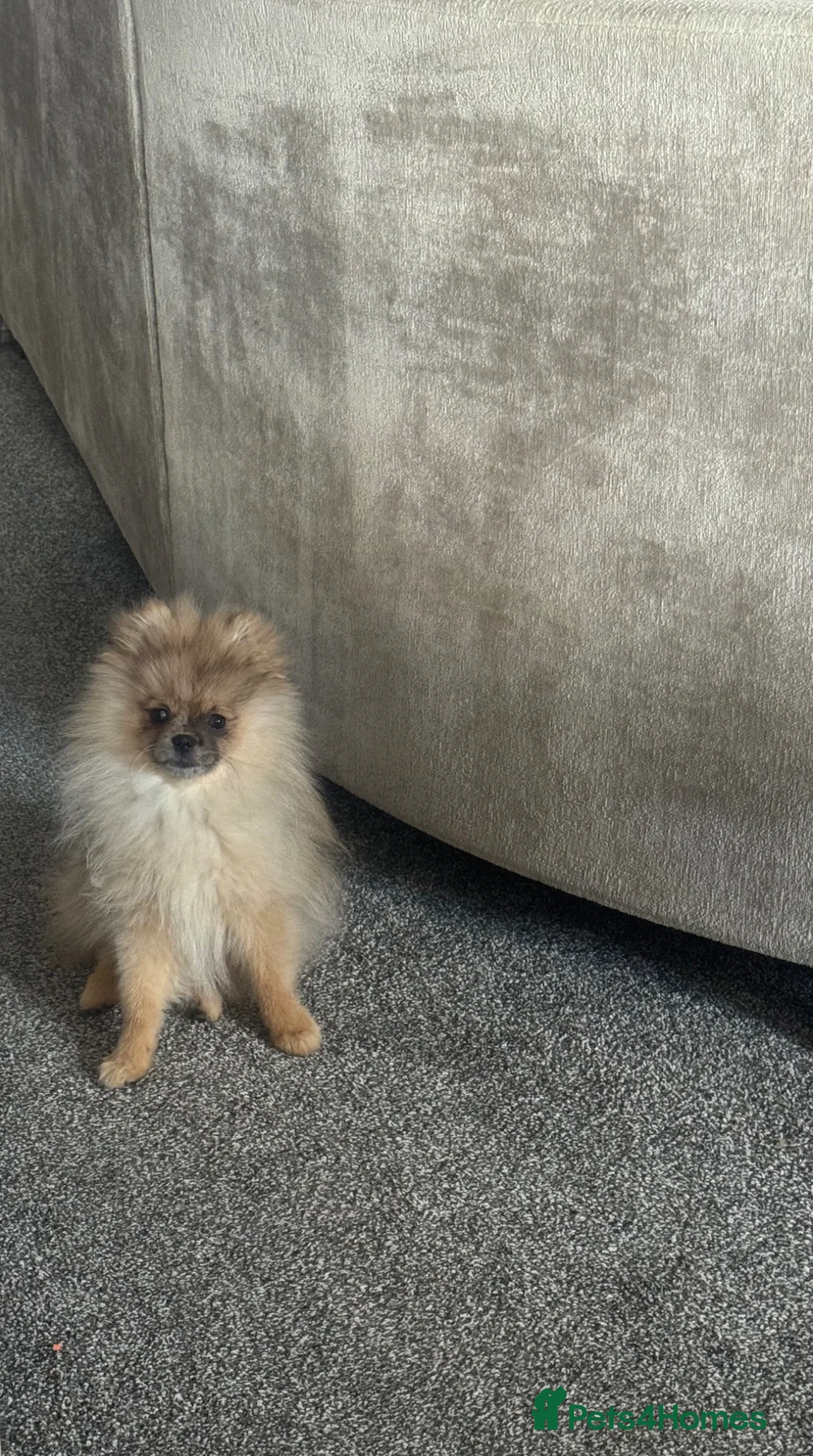 Pomeranian dogs for sale: Male Pomeranian  in Leeds - Advert 2