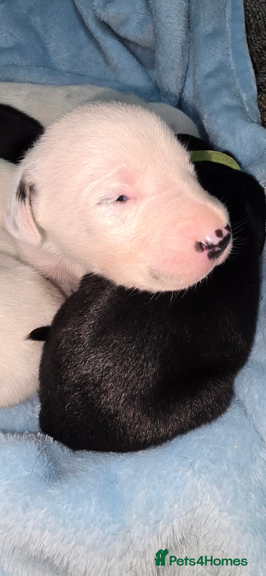 Mixed Breed dogs for sale: Beautiful Dalatian x Lab pups - Image 6