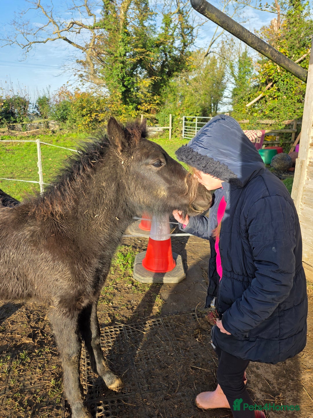 Dartmoor horses for sale: *RODNEY* 6month colt - Advert 3