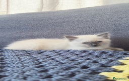 Ragdoll cats for sale: GCCF SEALPOINT RAGDOLL KITTENS - Image 20