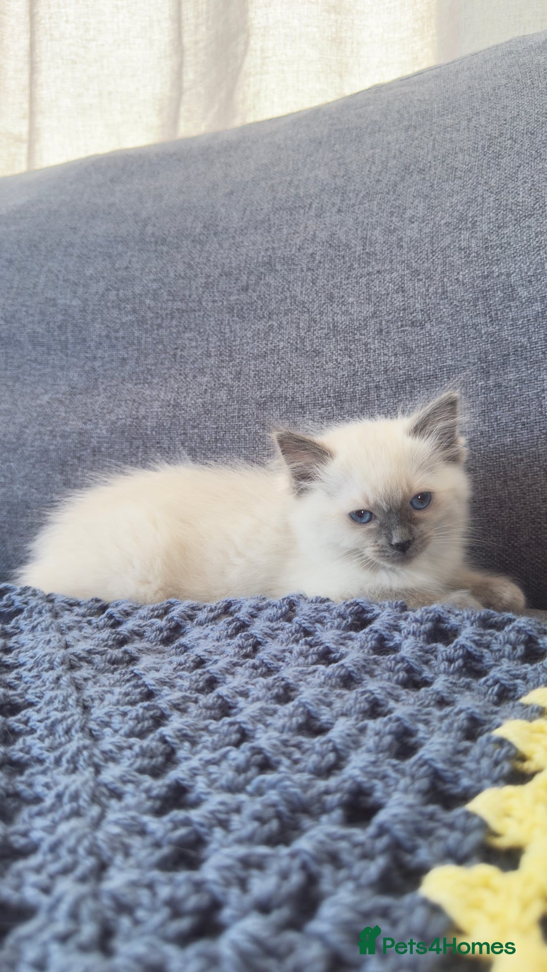 Ragdoll cats for sale: GCCF SEALPOINT RAGDOLL KITTENS - Image 20