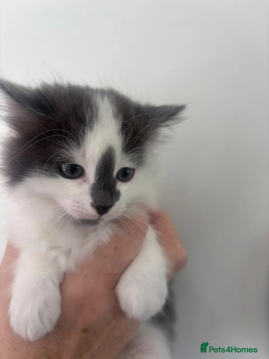 Ragdoll cats for sale: Half-Ragdoll kittens  - Advert 2