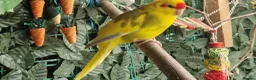 Mixed Breed birds for sale: 2x kakarikis left 1 male 1 female £55 each - Advert 1