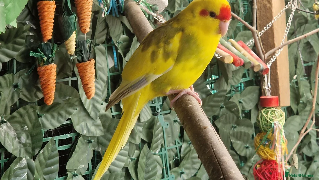Mixed Breed birds for sale: 2x kakarikis left 1 male 1 female £55 each - Advert 1