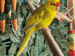Mixed Breed birds 2x kakarikis left 1 male 1 female £55 each - Advert 6