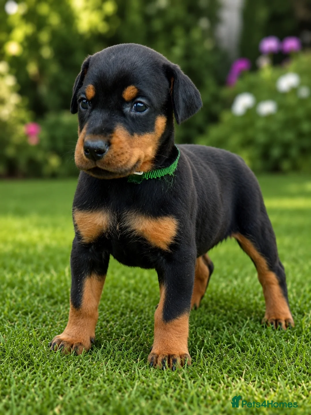Dobermann dogs for sale: KC registered 1 Doberman puppy  in London - Advert 2